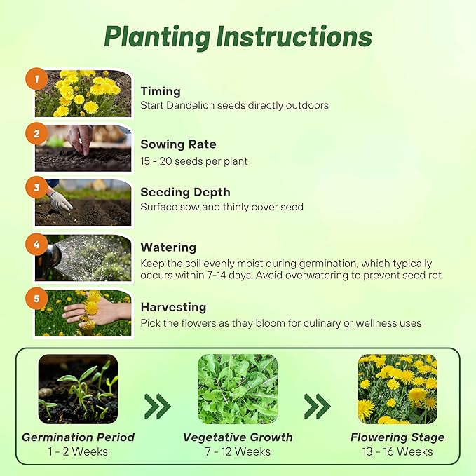 Outsidepride 10000 Seeds Perennial Taraxacum Officinale Dandelion Herb Garden Seeds for Planting