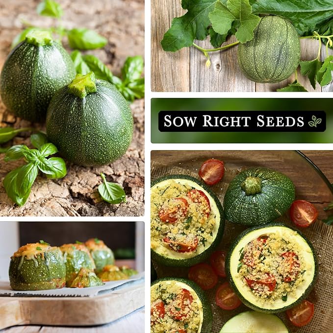 Sow Right Seeds - Round Zucchini Seed for Planting - Non-GMO Heirloom Packet with Instructions to Plant a Home Vegetable Garden - Unique Globe Squash - Summer Vining Variety (3)
