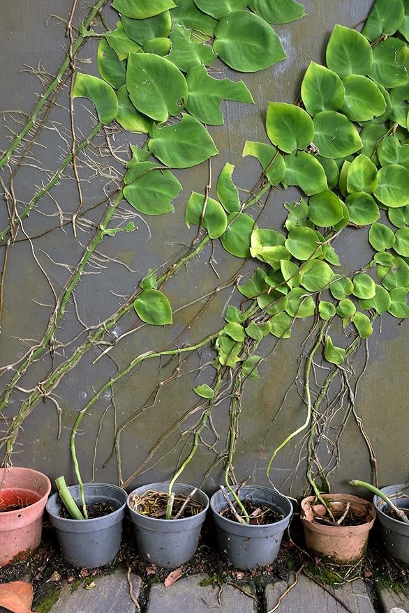 Shingle Plant Potting Mix - Retains Moisture and Enhances Root Growth - 5 Quart