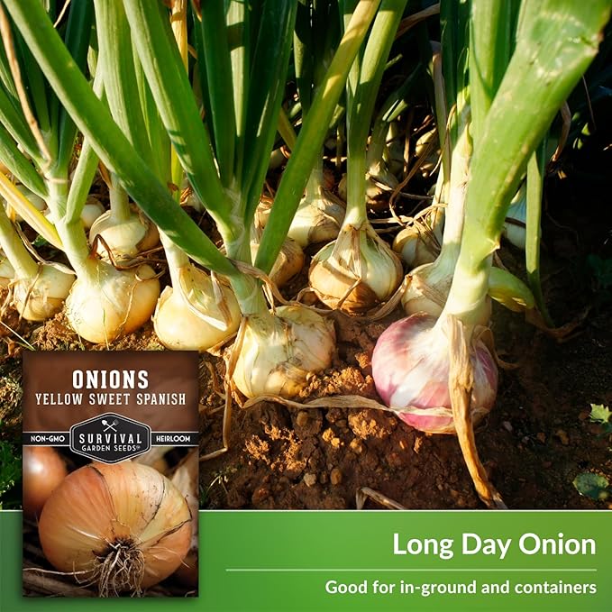 Yellow Sweet Spanish Onion Seed for Planting - 1 Packet with Instructions to Plant and Grow Long Day Onions in Your Home Vegetable Garden - Non-GMO Heirloom Variety - Survival Garden Seeds