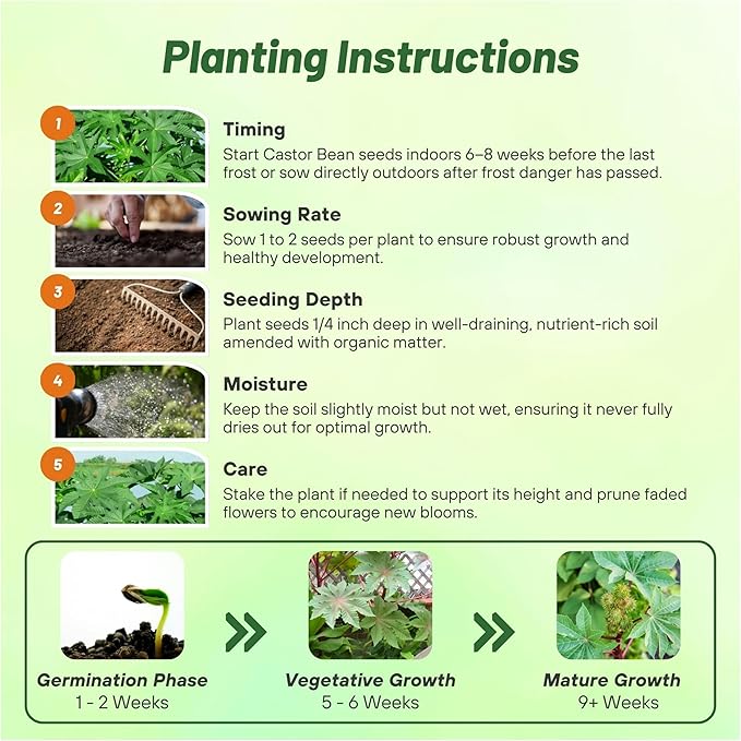 Outsidepride 50 Seeds Annual Ricinus Communis Castor Bean Zanzibariensis Flower Seeds for Planting