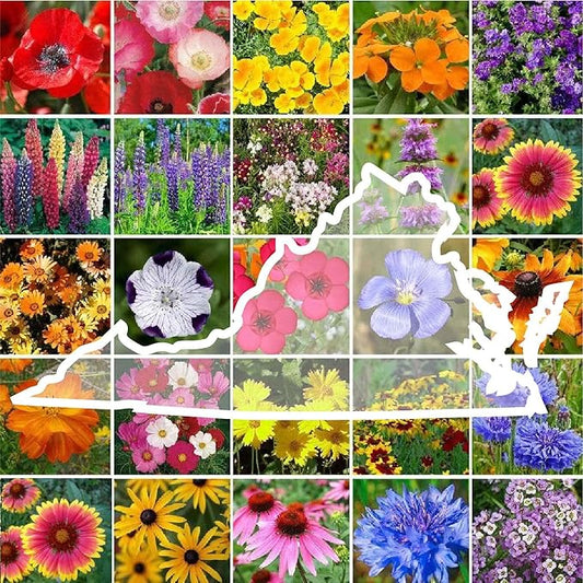 Eden Brothers Virginia Wildflower Mixed Seeds for Planting, 5 lbs, 2,400,000+ Seeds with Five Spot, African Daisy | Attracts Pollinators, Plant in Spring or Fall, Zones