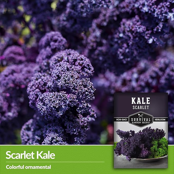 Scarlet Kale Seeds for Planting - 2 Packets with Instructions to Plant Edible & Ornamental Kale Vegetables in Your Home Food Garden - Non-GMO Heirloom Variety - Survival Garden Seeds
