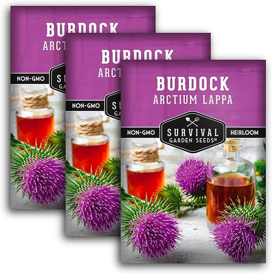 Burdock Seed for Planting - 3 Packets with Instructions to Plant and Grow Burdock Root (GOBO) in Your Home Vegetable Garden - Non-GMO Heirloom Variety- Survival Garden Seeds