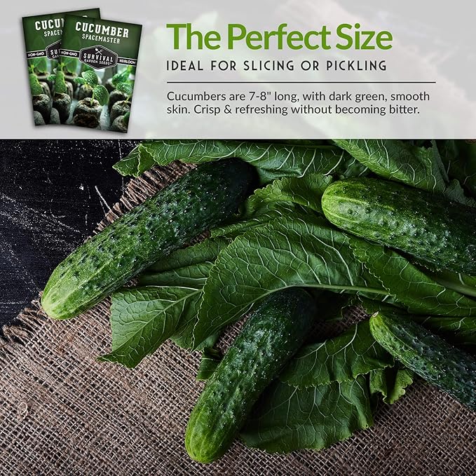 3 Packs Spacemaster Cucumber Seed for Planting - Packet with Instructions to Grow Container Friendly Cucumbers in Your Home Vegetable Garden - Non-GMO Heirloom Variety - Survival Garden Seeds