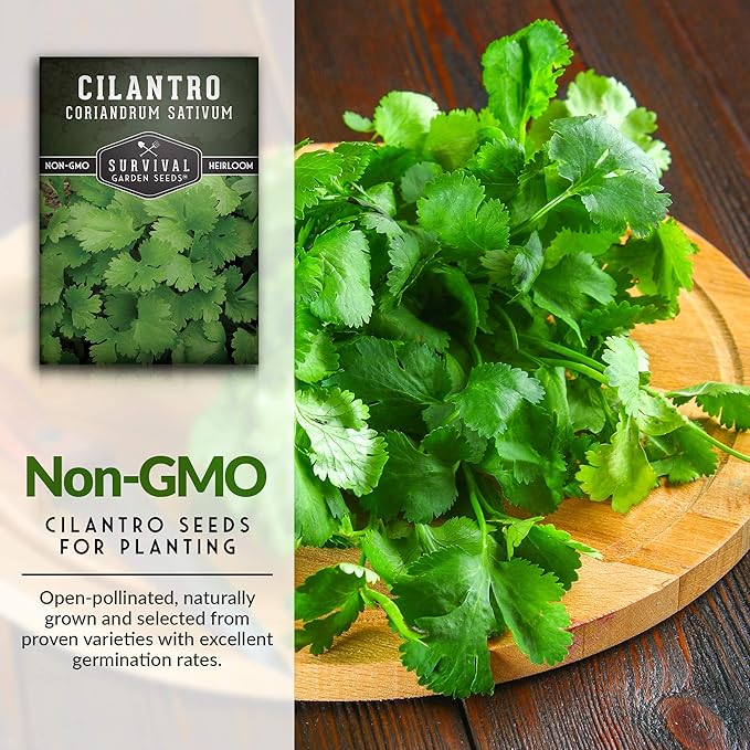 Survival Garden Seeds - Cilantro Seed for Planting - Packet with Instructions to Plant and Grow Coriandrum Sativum in Your Home Vegetable Garden - Non-GMO Heirloom Variety - 1 Pack - Cilantro Plant