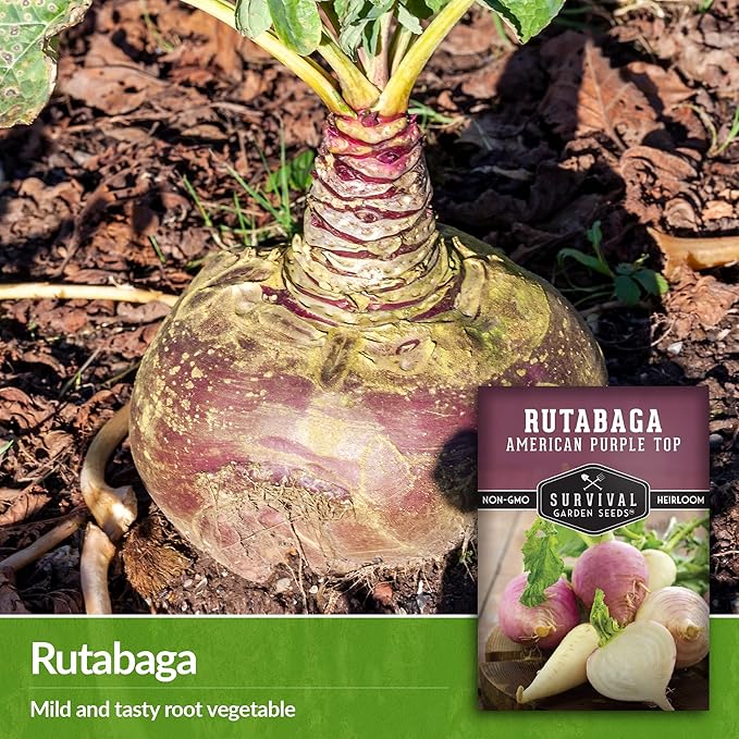 Survival Garden Seeds - 3 Packs American Purple Rutabaga Seed for Planting with Instructions to Grow Brassica Napus in Your Home Vegetable Garden - Non-GMO Heirloom Variety