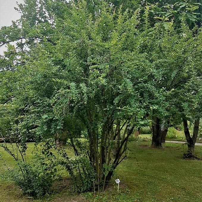 CHUXAY GARDEN European Barberry Seed 20 Seeds Great Berberis Vulgaris Deciduous Shrub Attract Butterflies and Bees Fast Growing & Maintain