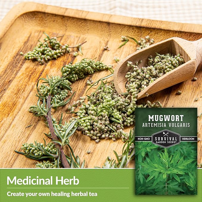 Common Mugwort Seed for Planting - 1 Packet with Instructions to Plant and Grow Artemisia Vulgaris in Your Home Vegetable Garden - Non-GMO Heirloom Variety - Survival Garden Seeds