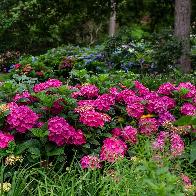 2 Gal. Summer Crush Hydrangea Shrub