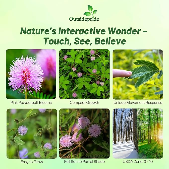 Outsidepride 1000 Seeds Annual Mimosa Pudica Sensitive Plant Flower Seeds for Planting