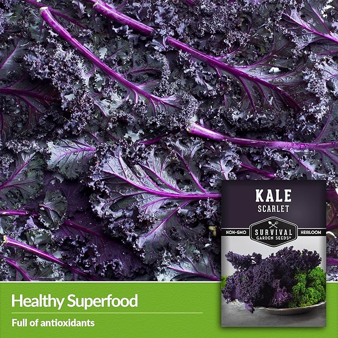 Scarlet Kale Seeds for Planting - 5 Packets with Instructions to Plant Edible & Ornamental Kale Vegetables in Your Home Food Garden - Non-GMO Heirloom Variety - Survival Garden Seeds