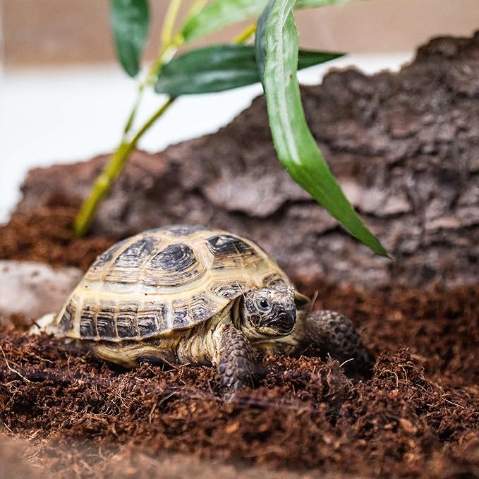 Create Your Perfect Terrarium with Gardenera Terrarium Bedding - Expertly Crafted for Optimal Plant Health - 2 QUARTS