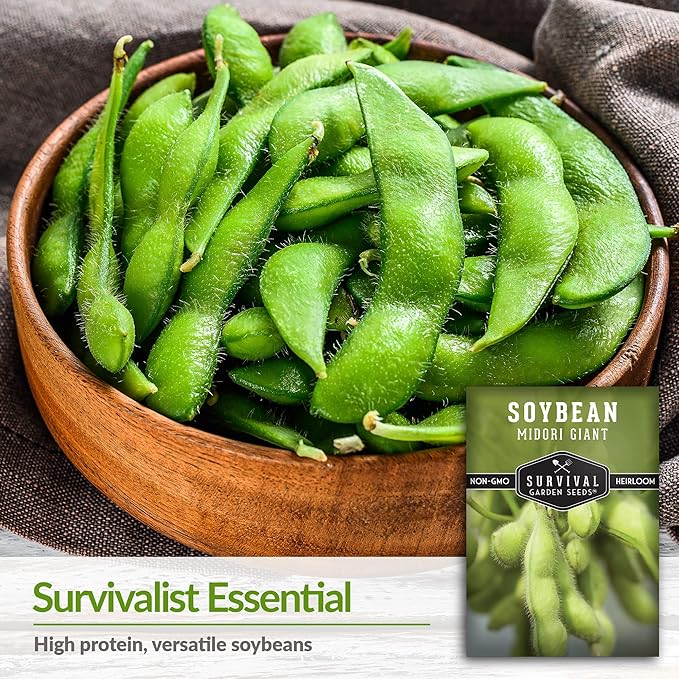 Survival Garden Seeds - Midori Giant Soybean Seed for Planting - 2 Packs with Instructions to Plant and Grow Protein-Rich Edamame Pods in Your Home Vegetable Garden - Non-GMO Heirloom Variety