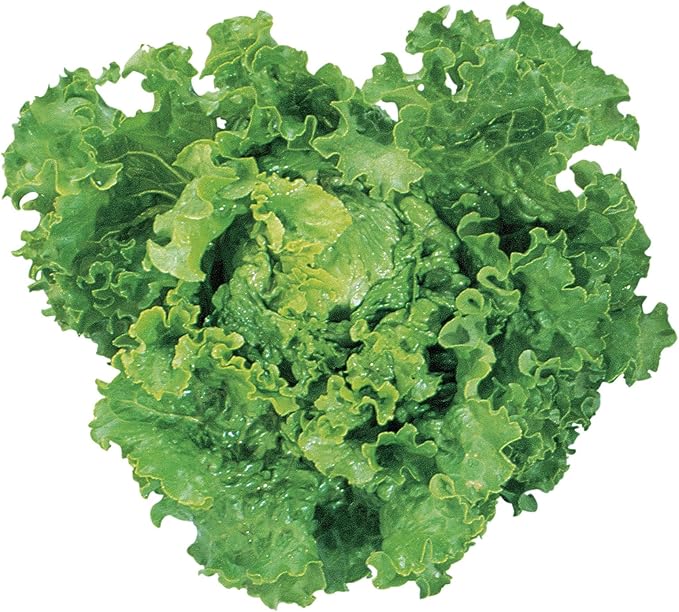 Burpee Green Ice Lettuce Seeds 1000 seeds