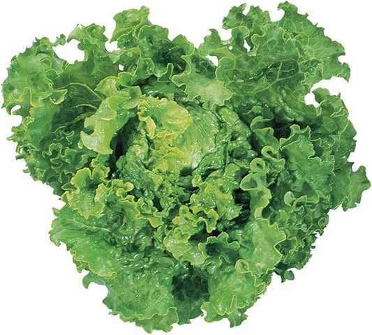 Burpee Green Ice Lettuce Seeds 1000 seeds