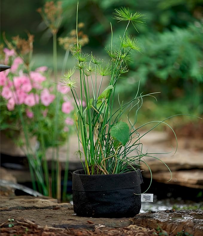 Smart Pot Pond Flexible Aquatic Plant Container for Water Gardening, 10 Gallon