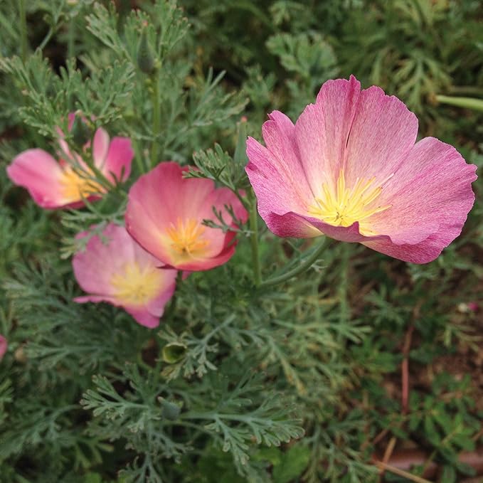 Plant Good Seed Purple Gleam California Poppy Seeds - Heirloom Seeds for Planting Flowers - Gardening Supplies, Herb Garden, Wildflower, Flower Seeds to Plant Outside - Non-GMO, from USA