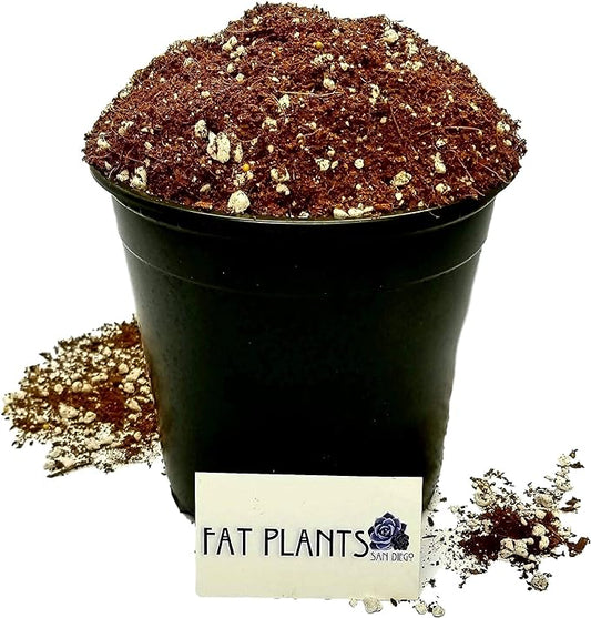 Premium Cacti and Succulent Potting Mix Soil - for Cactus Palm Tree Citrus Plant Grown in Gardening Containers - Indoors & Outdoors Use - with Natural Food/Fertilizer