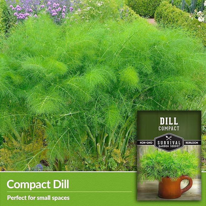 Survival Garden Seeds Compact Dill for Planting - 3 Seed Packets with Instructions to Plant & Grow Container Sized Dwarf Dill Herb Plants in Your Home Garden - Non-GMO Heirloom Variety