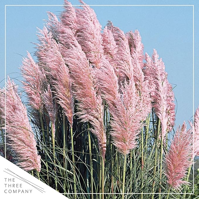 Live Ornamental Perennial Grass - Pink Pampas - Showy Accent Plant - 12" Tall by 6" Wide in 1.5 Quart Pot