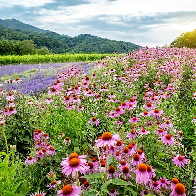 Echinacea Seeds, Purple Coneflower Seeds, Over 2300 Echinacea Seeds for Planting, Non-GMO, Open Pollinated, Heirloom Flower Seeds