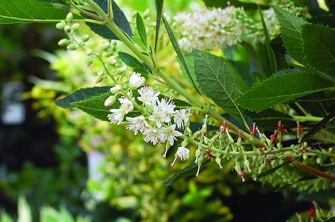 Clethra aln. 'Hummingbird' (Summersweet) Shrub, white flowers, #3 - Size Container