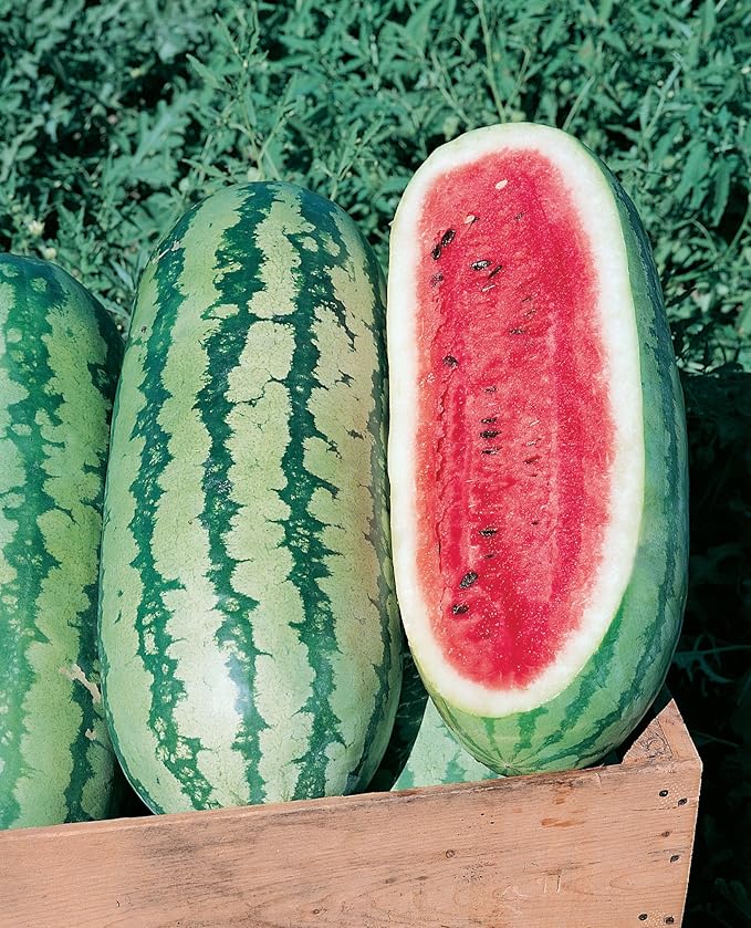 Burpee Georgia Rattlesnake Watermelon Seeds 100 seeds