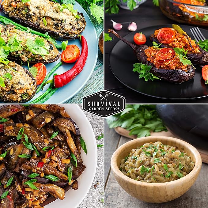 2 Packs Black Beauty Eggplant Seed for Planting - Packet with Instructions to Grow Purple Aubergine Plants in Your Home Vegetable Garden - Non-GMO Heirloom Variety - Survival Garden Seeds