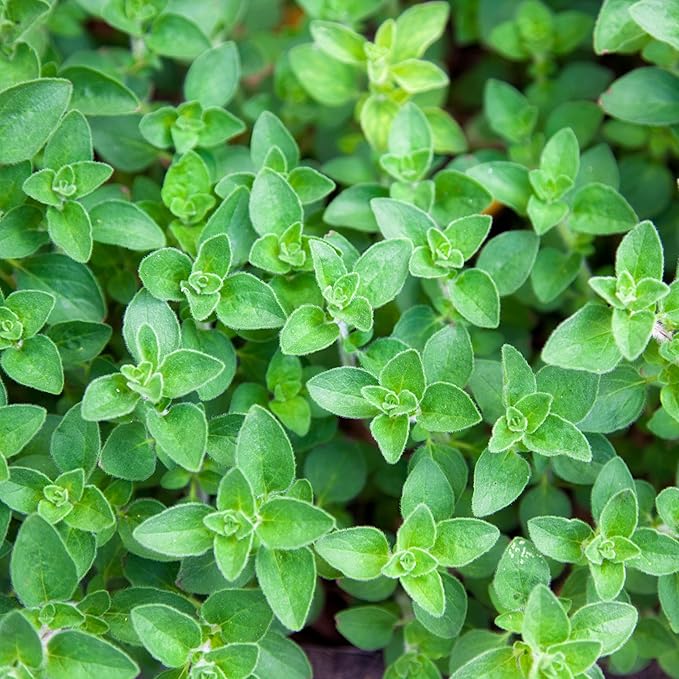 Organic Common Italian Oregano Seeds - USDA Organic, Non-GMO, Open Pollinated, Heirloom (5 Packets - 2.5 Grams - Approx 2250 Seeds)