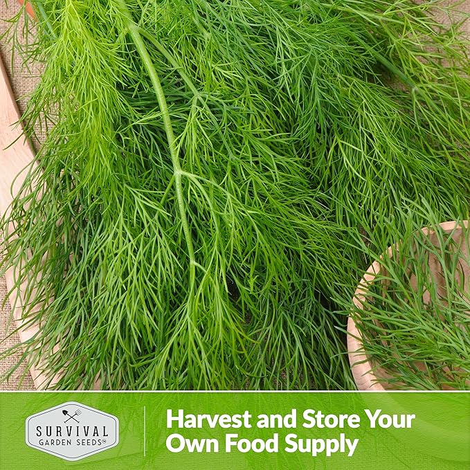 Survival Garden Seeds Compact Dill for Planting - 2 Seed Packets with Instructions to Plant & Grow Container Sized Dwarf Dill Herb Plants in Your Home Garden - Non-GMO Heirloom Variety