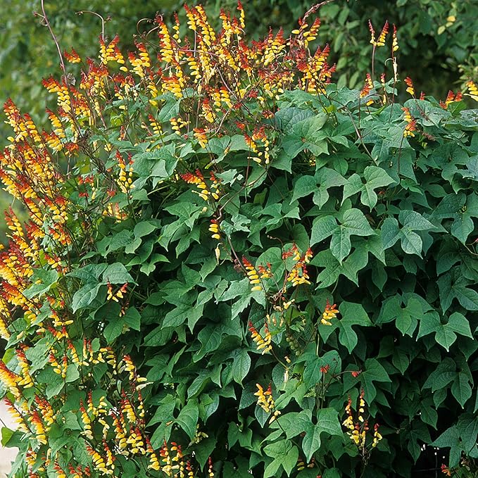 Outsidepride 100 Seeds Perennial Mina Lobata Firecracker Flowering Vine Seeds for Planting