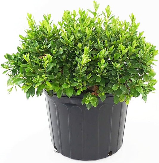 Azalea 'Girard's Pleasant White' (Azalea) Shrub, white flowers, #2 - Size Container