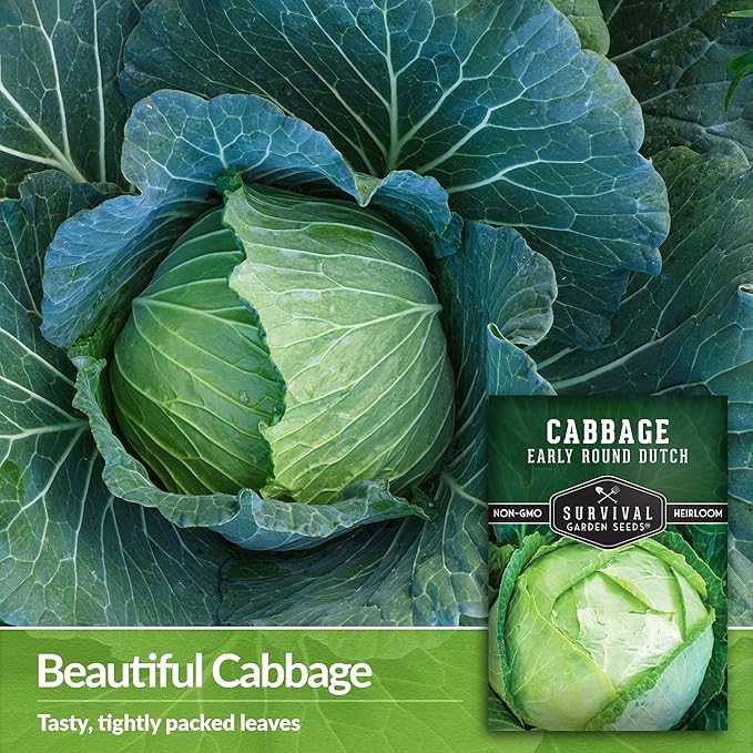 Survival Garden Seeds - Early Round Dutch Cabbage Seed for Planting - 2 Packs with Instructions to Plant and Grow Green Cabbages in Your Home Vegetable Garden - Non-GMO Heirloom Variety