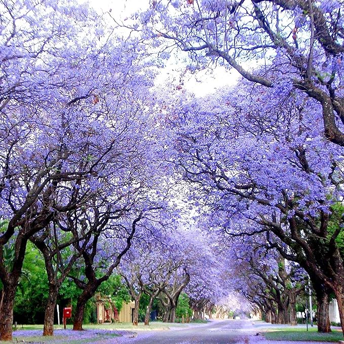 Blue Jacaranda Seeds Jacaranda Mimosifolia Stunning Ornamental Tree Vibrant Blue Flowers Drought Tolerant Low-Maintenance Attract Pollinators as Shade Tree in Parks, Gardens 30Pcs by YEGAOL Garden