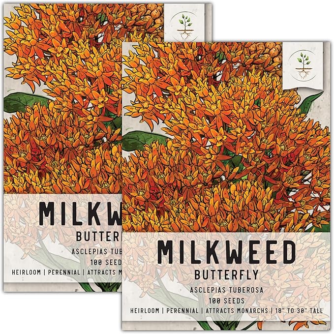 Seed Needs Orange Butterfly Milkweed Seeds for Planting - Heirloom & Untreated - Grow a Butterfly Garden to Attract Monarch Butterflies & Pollinators (2 Packs)