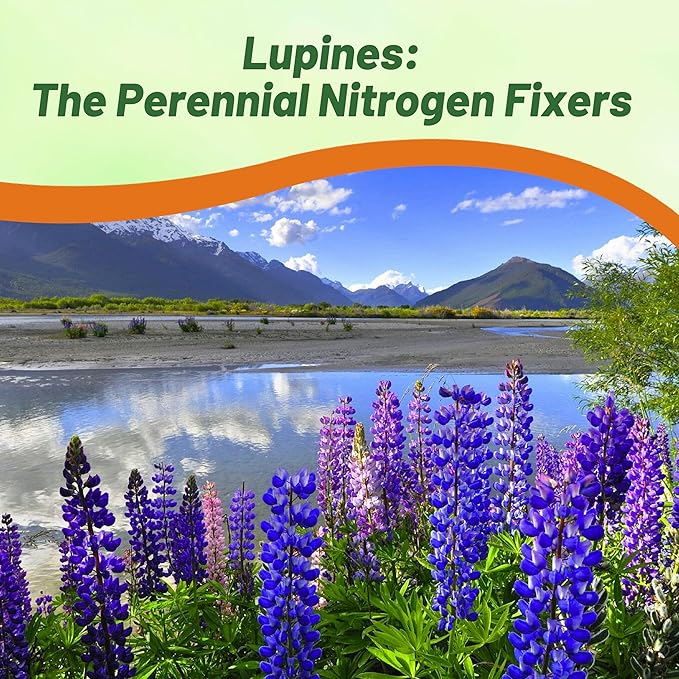 Outsidepride 1 lb. Perennial Blue Lupine Flower Seeds for Planting