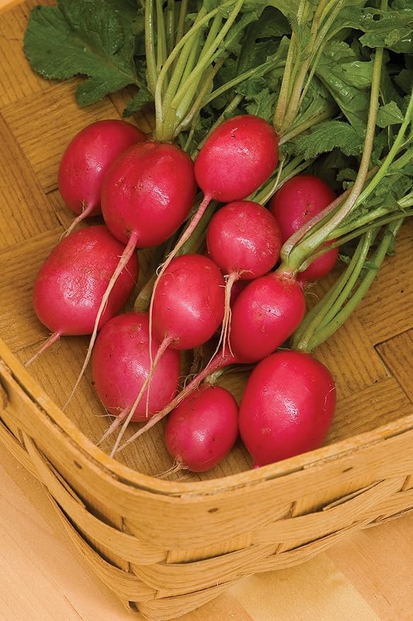 Burpee Pink Beauty Radish Seeds 300 seeds