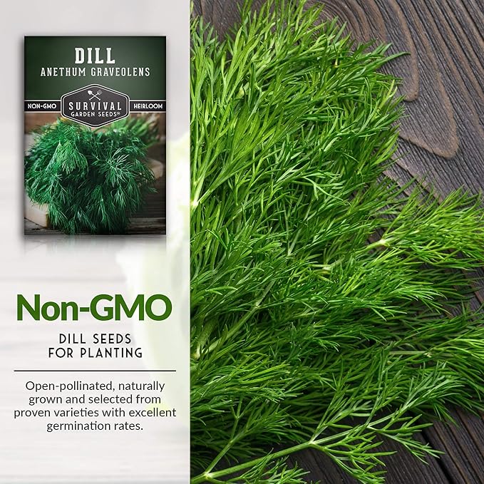 Survival Garden Seeds - Dill Seeds for Planting – Packet with Instructions to Grow Popular Pickling Herbs in Your Home Vegetable & Herb Garden – Non-GMO Heirloom Variety Seeds – 5 Pack