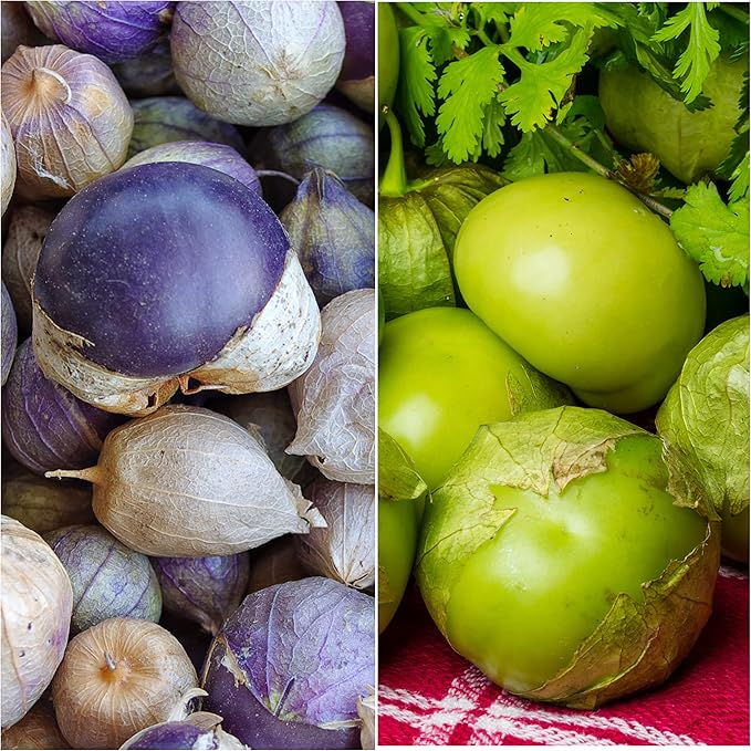 Seed Needs Tomatillo Seeds for Planting Variety Pack - Heirloom, Non-GMO & Untreated - Grow an Outdoor Vegetable Garden (3 Packs)