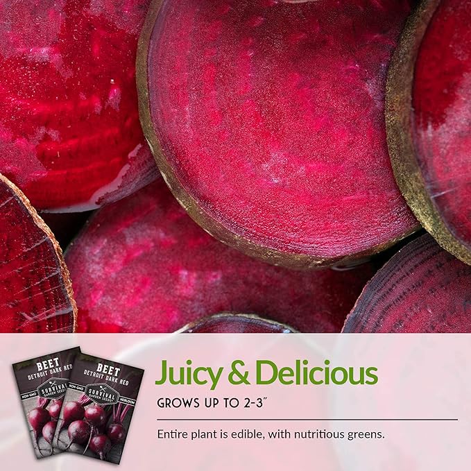 Survival Garden Seeds - Detroit Dark Red Beet Seed for Planting - 3 Packs with Instructions to Plant and Grow Delicious Root Vegetables in Your Home Vegetable Garden - Non-GMO Heirloom Variety