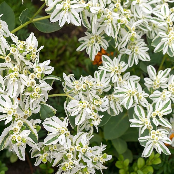 Outsidepride 500 Seeds Perennial Euphorbia Snow On The Mountain Flower Seeds for Planting