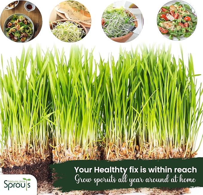 Nature Jims Sprouts Wheatgrass Seeds - 100% Organic Wheat Grass Seed for Sprouting - Cat Grass Planter Seeds, Rich in Vitamins, Fiber and Minerals - Non-GMO, Healthy Wheatgrass Sprout Growing Seed