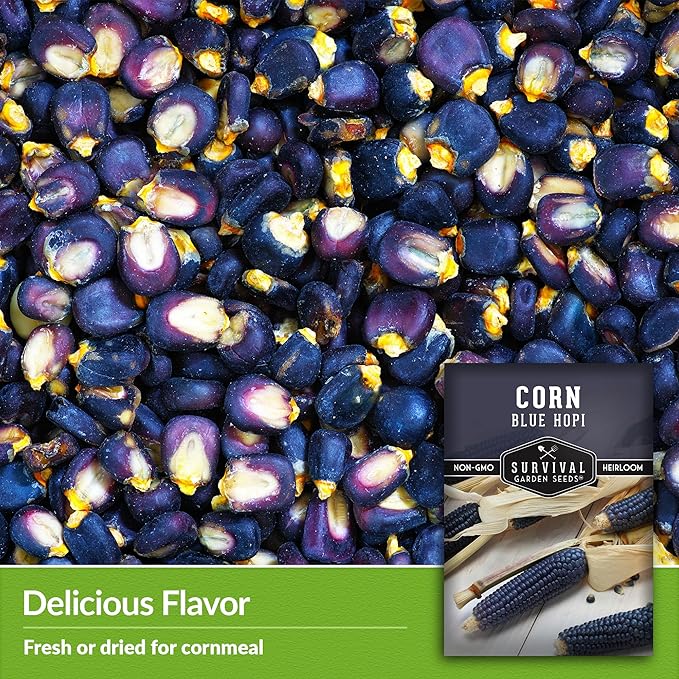 Blue Hopi Corn Seeds for Planting - 5 Packets with Instructions to Plant and Grow Heritage Blue Maize in Your Home Vegetable Garden - Non-GMO Heirloom Variety - Survival Garden Seeds