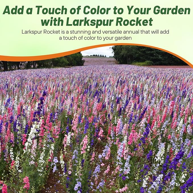 Outsidepride 1/4 lb. Delphinium Rocket Larkspur Wild Flower Seed Mix for Planting