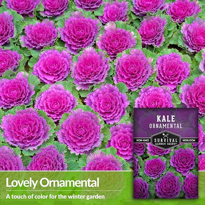 Ornamental Kale Seed for Planting - 2 Packets with Instructions for Growing Ornamental Flowering Kale Plants in Your Home Vegetable Garden - Non-GMO Heirloom Variety - Survival Garden Seeds