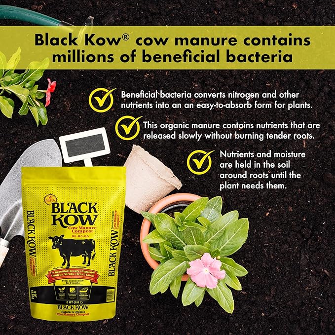 Black Kow Nitrogen Phosphate Composted Cow Manure Fertilizer for Soil, Flowers, Potted Plants, Raised Beds, and Compost Tea, (8 qt)