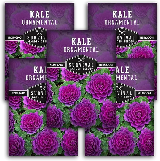 Ornamental Kale Seed for Planting - 5 Packets with Instructions for Growing Ornamental Flowering Kale Plants in Your Home Vegetable Garden - Non-GMO Heirloom Variety - Survival Garden Seeds