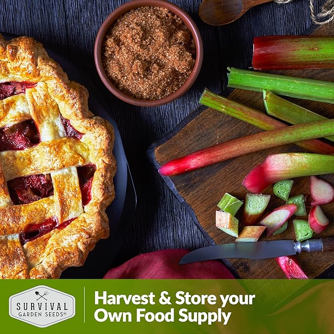 Survival Garden Seeds - Victoria Rhubarb Seed for Planting - 3 Packets with Instructions to Plant and Grow Cold-Tolerant Perennial Spring Vegetables in Your Home Garden - Non-GMO Heirloom Variety