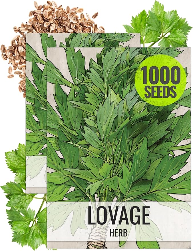 Seed Needs Lovage Seeds for Planting - Non-GMO, Heirloom & Untreated - Organically Grow Your own Medicinal/Culinary Herb Garden Indoors or Outdoors (2 Packs)
